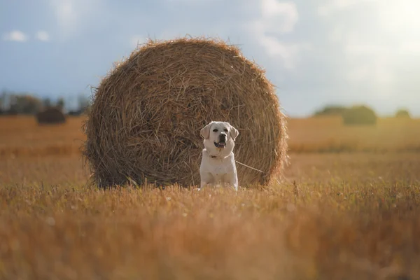 Vackra Labrador retriever, hund promenader i ett fält, — Stockfoto