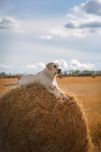 Gyönyörű Labrador retriever, kutya sétál a mező, — Stock Fotó