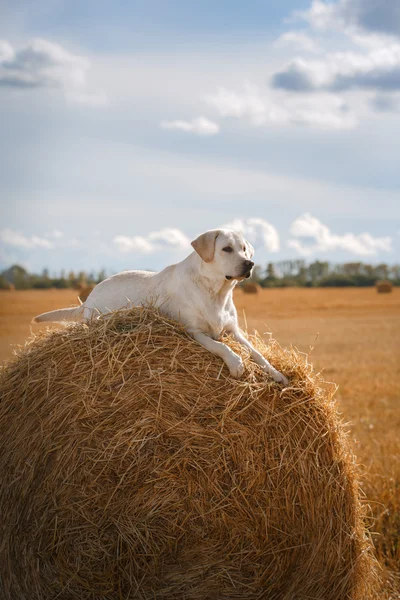 Hermoso Labrador retriever, perro paseando en un campo , — Foto de Stock