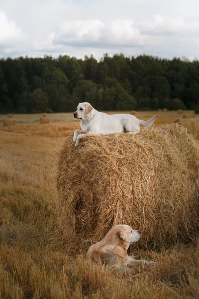 Güzel Labrador retriever köpek bir alanda yürüyüş,, — Stok fotoğraf