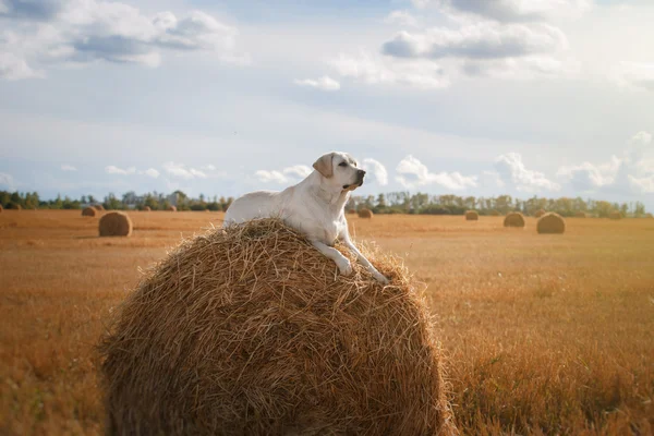 Beautiful Labrador retriever, dog walking in a field, — Stock Photo, Image