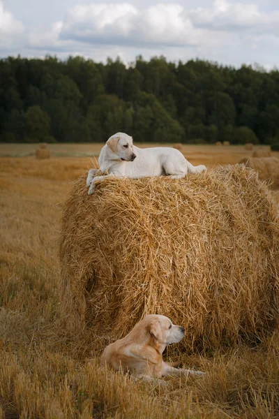 Güzel Labrador retriever köpek bir alanda yürüyüş,, — Stok fotoğraf