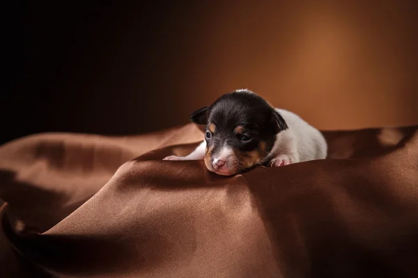 Köpek doğurmak oyuncak tilki korkunç köpek yavrusu — Stok fotoğraf
