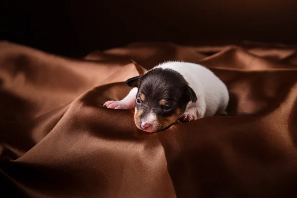 Raça cão brinquedo raposa terrier cachorro — Fotografia de Stock