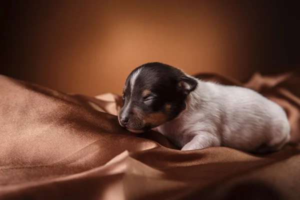 Psí plemeno Toy fox teriér štěně — Stock fotografie