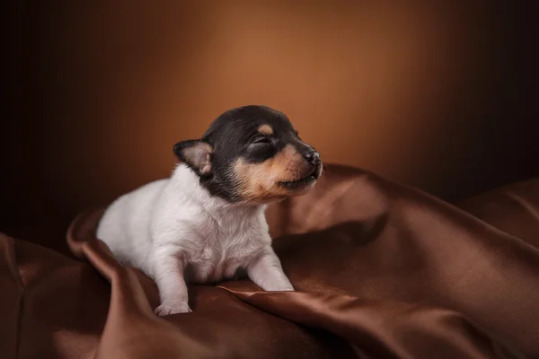 Köpek doğurmak oyuncak tilki korkunç köpek yavrusu — Stok fotoğraf