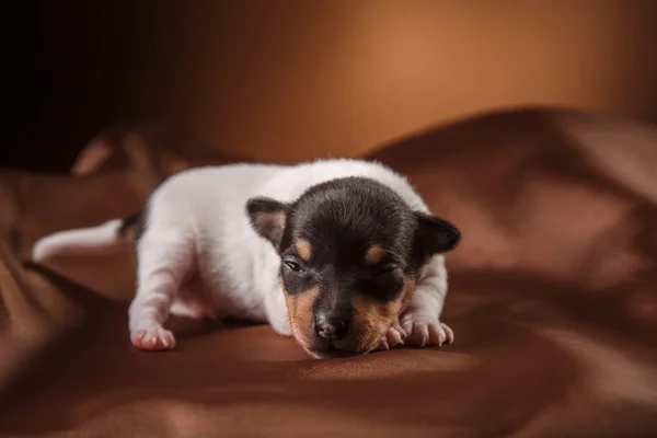 Psí plemeno Toy fox teriér štěně — Stock fotografie