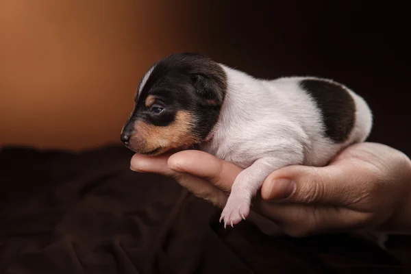 Köpek doğurmak oyuncak tilki korkunç köpek yavrusu — Stok fotoğraf