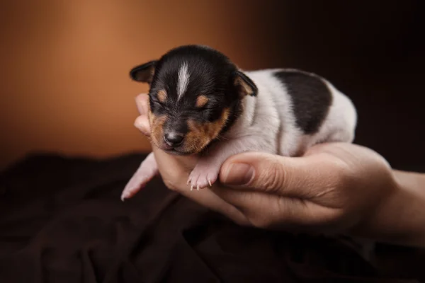 Psí plemeno Toy fox teriér štěně — Stock fotografie