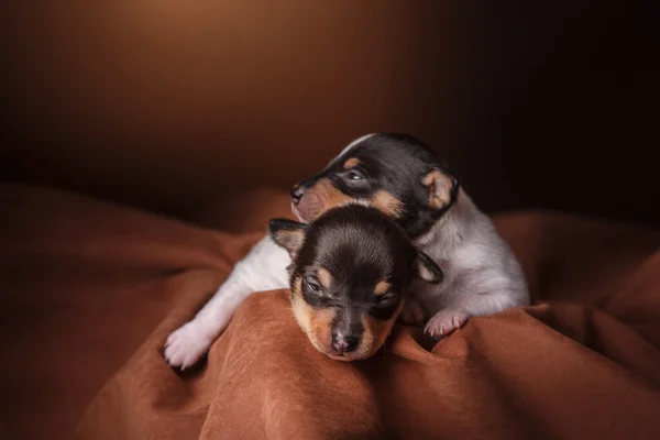 Cani razza giocattolo volpe terrier cucciolo — Foto Stock