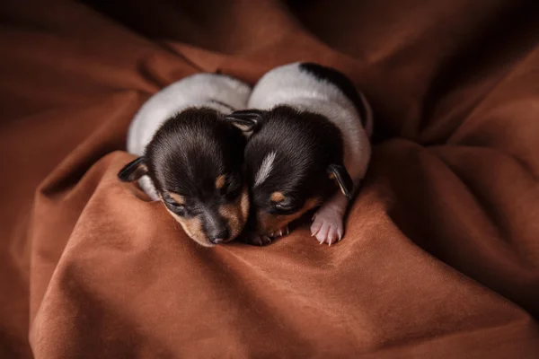 Hunde züchten Spielzeug Fox Terrier Welpen — Stockfoto