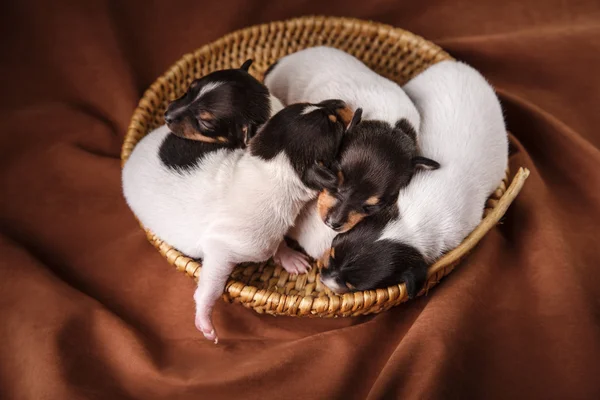 Chiens de race Jouet renard terrier chiot — Photo