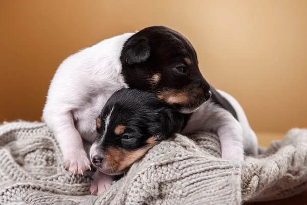 개 사육 장난감 폭스 테리어 강아지 — 스톡 사진