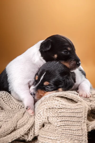 Oyuncak tilki korkunç köpek yavrusu köpek yetiştirmek — Stok fotoğraf