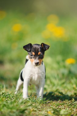 Oyuncak tilki korkunç köpek yavrusu köpek yetiştirmek