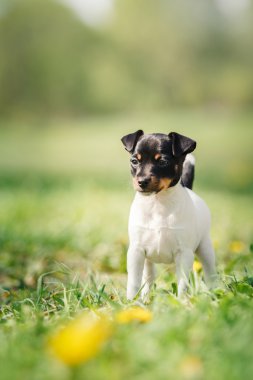 Oyuncak tilki korkunç köpek yavrusu köpek yetiştirmek