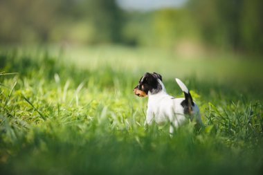 Oyuncak tilki korkunç köpek yavrusu köpek yetiştirmek