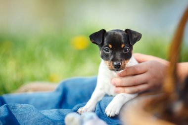 Oyuncak tilki korkunç köpek yavrusu köpek yetiştirmek