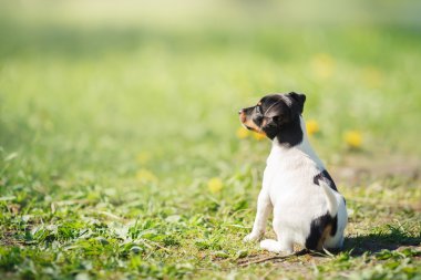 Oyuncak tilki korkunç köpek yavrusu köpek yetiştirmek