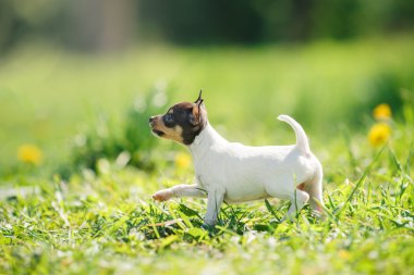 Oyuncak tilki korkunç köpek yavrusu köpek yetiştirmek