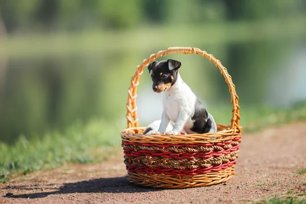 Dogs breed Toy fox terrier puppy