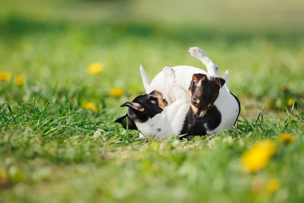 犬は、おもちゃのフォックス ・ テリアの子犬を繁殖します。 — ストック写真