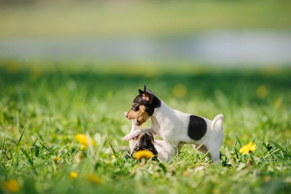 Oyuncak tilki korkunç köpek yavrusu köpek yetiştirmek — Stok fotoğraf