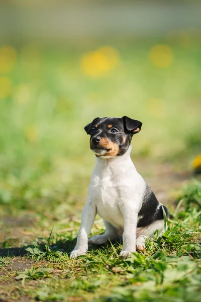 Oyuncak tilki korkunç köpek yavrusu köpek yetiştirmek — Stok fotoğraf