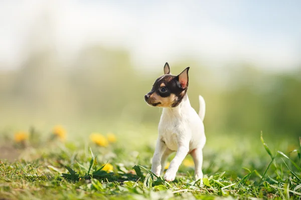 Hunde züchten Spielzeug Fox Terrier Welpen — Stockfoto
