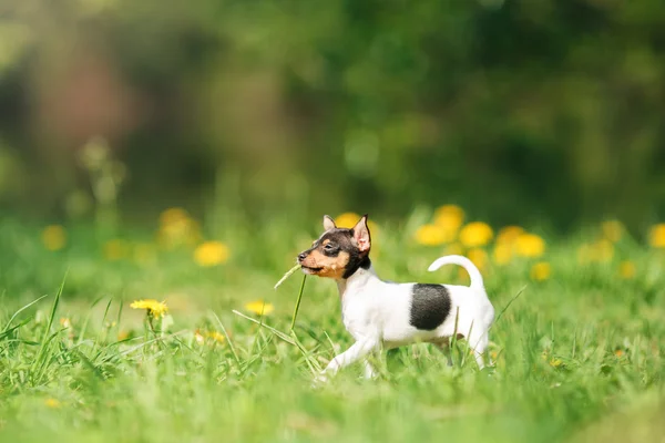 Perros raza juguete zorro terrier cachorro — Foto de Stock