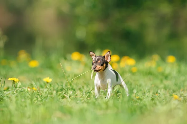 Perros raza juguete zorro terrier cachorro — Foto de Stock