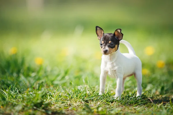 Toy fox terrier fotos de stock, imágenes de Toy fox terrier sin royalties |  Depositphotos