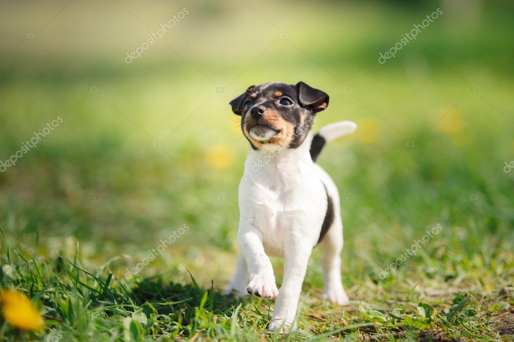 Puppy Toy Box Terrier Taco Terrier Puppy Toy Fox Chihuahua Mix Toy