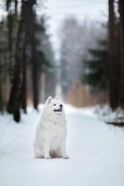 Güzel beyaz Samoyed köpek