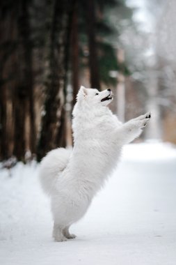 Güzel beyaz Samoyed köpek