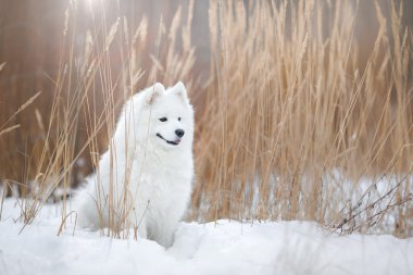 Güzel beyaz Samoyed köpek