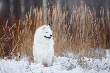 Güzel beyaz Samoyed köpek