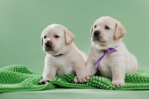 Malý puppys Labradorský retrívr — Stock fotografie