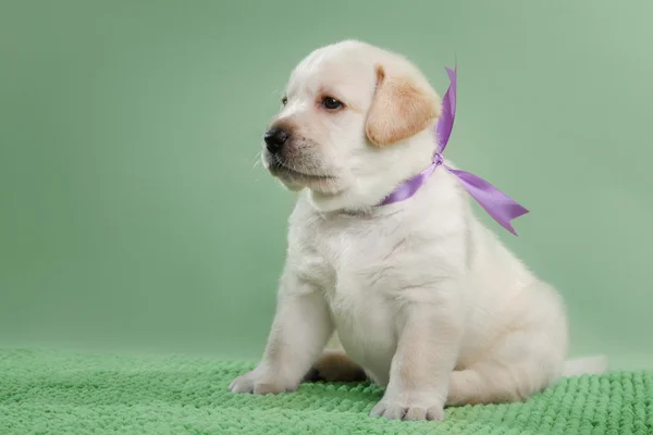 Malé štěně Labradorský retrívr — Stock fotografie