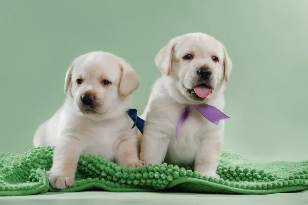 Malý puppys Labradorský retrívr — Stock fotografie