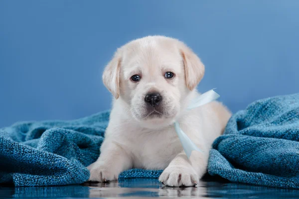 Petit chiot Labrador retriever — Photo