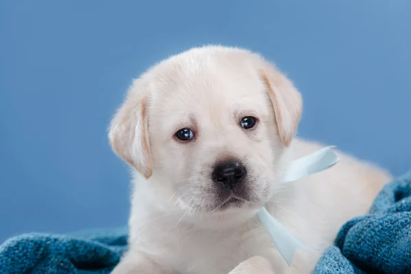 Little puppy Labrador retriever — Stock Photo, Image