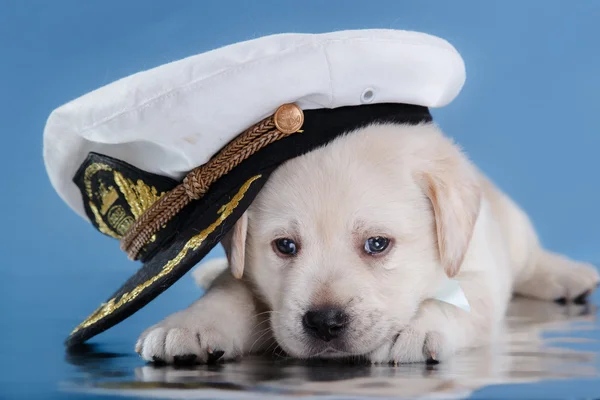 Pequeño cachorro Labrador retriever — Foto de Stock