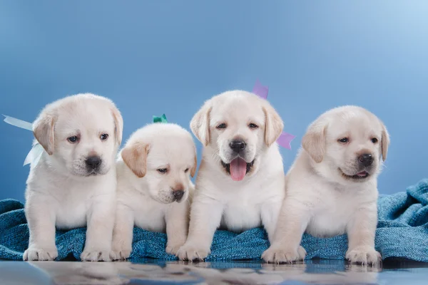 Little puppys Labrador retriever Stock Photo by ©averyanova 117612474 Little puppys Labrador retriever Stock Photo by ©averyanova 117612474