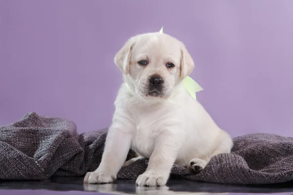 Piccolo cucciolo Labrador retriever — Foto Stock
