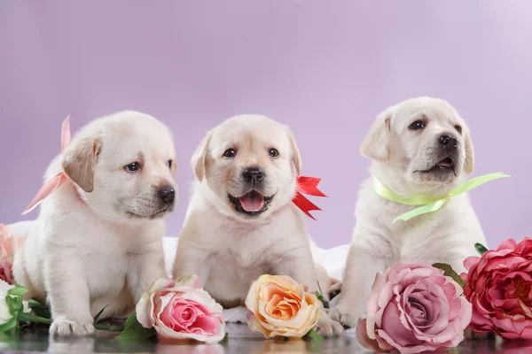 Küçük puppys Labrador geri almak — Stok fotoğraf