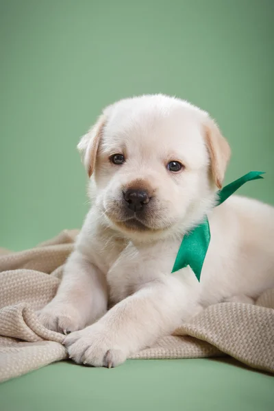 Little puppy Labrador retriever — Stock Photo, Image
