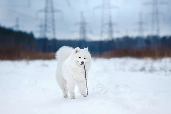 Güzel beyaz Samoyed köpek — Stok fotoğraf