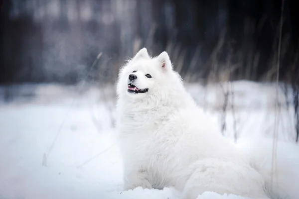 Gyönyörű fehér Szamojéd kutya — Stock Fotó