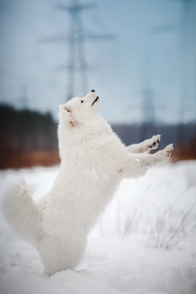 美しい白いサモエド犬 — ストック写真